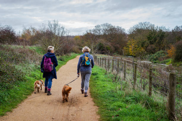 Two active senior ladies walk their dogs along a country path between Chartham and Canterbury in Kent, England. Canterbury, Kent, England - Nov 20 2020: Two active senior ladies walk their dogs along a country path between Chartham and Canterbury on 20th November 2020 in Kent, England. canterbury england photos stock pictures, royalty-free photos & images