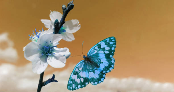 istock butterfly almond almods tree flower background srping isolated blue sky  background 1306525167