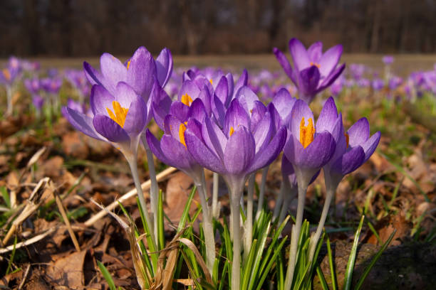 istock Bright purple crocus blossoms in the spring 1306525180