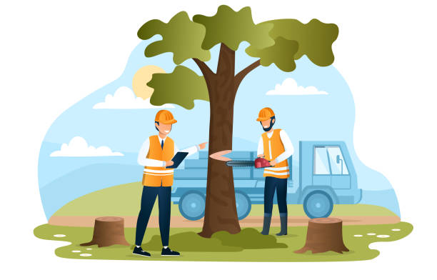 illustrations, cliparts, dessins animés et icônes de caractère mâle dans l’arbre de coupe de vêtements de travail avec une tronçonneuse - deforestation