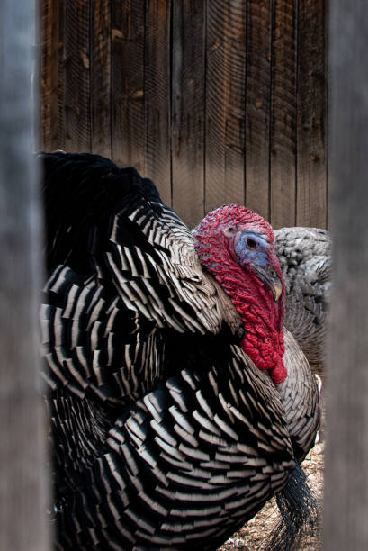 istock Close-up of Gobbler - Tom Turkey 1306528029