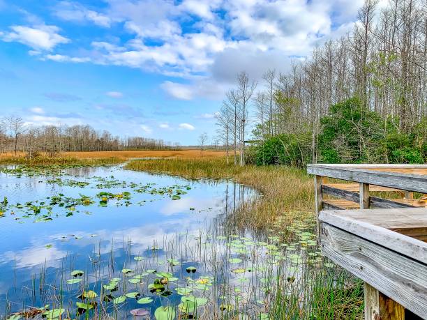 almofadas de lírio em um pântano na flórida no inverno - marsh swamp plant water lily - fotografias e filmes do acervo
