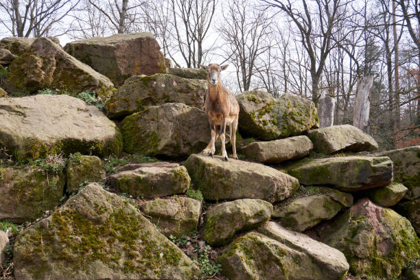 a brown goat is posing on a mountain of stones
