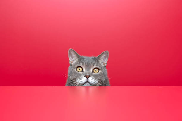 istock British shorthair cat on red background 1306529524
