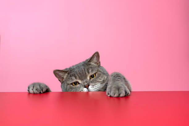 istock British shorthair cat on red background 1306529573