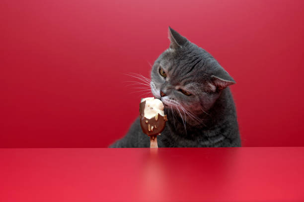 Cat and ice cream, isolated on white background