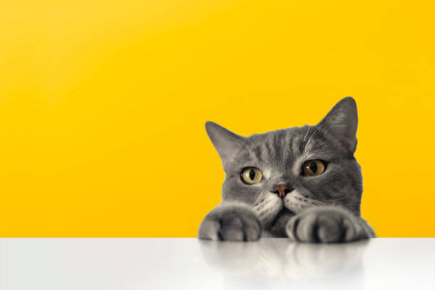 istock British shorthair cat on white background 1306529613