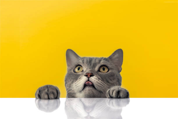 istock British shorthair cat on white background 1306529623