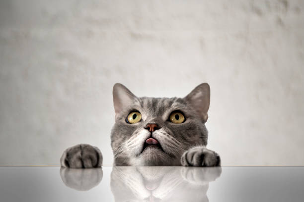 istock British shorthair cat portrait 1306529636