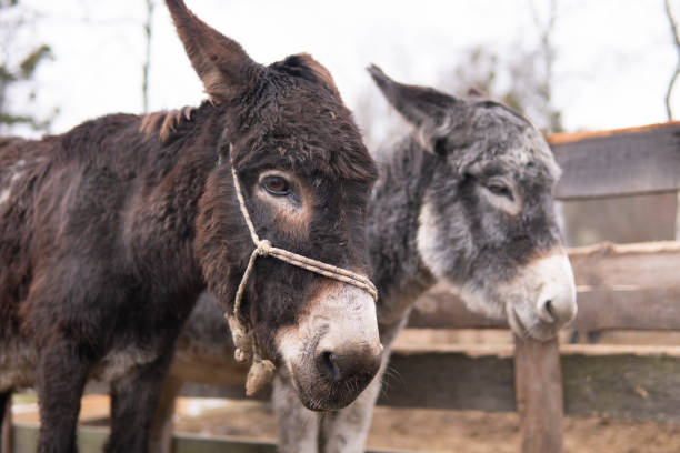 istock Domestic Donkey Portrait 1306529721