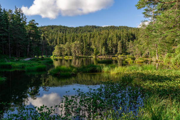 istock Beautiful lake in Forest 1306530866