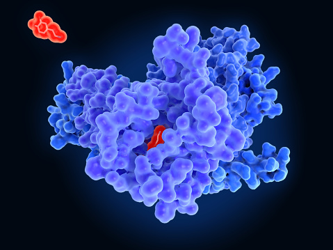 After binding extracellular dopamine (red),  the dopamine receptor D1 (violet) activates a coupled heterotrimeric G-protein (blue), starting a intracellular signal cascade.  Source: PDB entry 7ljd