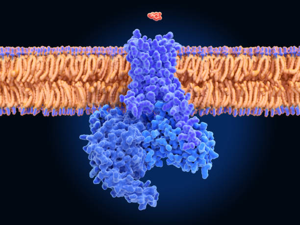 istock Dopamine about to bind to the dopamine receptor D1 1306530900