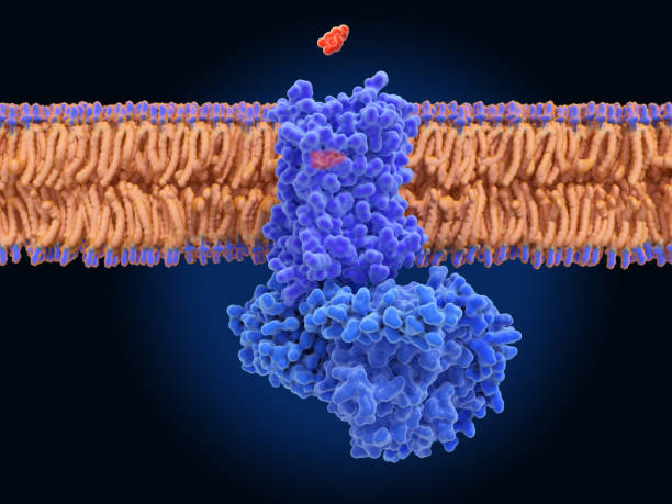 istock The dopamine receptor D1 coupled to a G-protein 1306530932