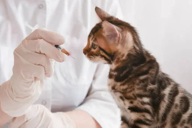 The veterinarian shows the kitten a syringe. Bengal kitten sits on the table in front of the doctor. The animal looks closely at the syringe. Vaccination concept. Animal treatment concept. Reception at the veterinary clinic.