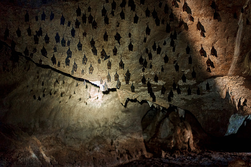 A flock of bats sleep on the ceiling in a cave. With a flashlight in the cave of bats.