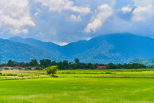 Amazing Asian nature landscape. Huge green rice field with mountains on background.