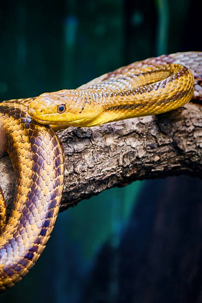 istock Yellow rat snake on a tree branch 1306535062