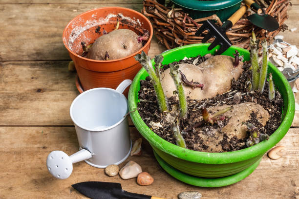 istock Spring planting and gardening concept 1306536476