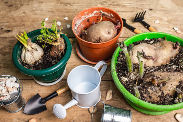 istock Spring planting and gardening concept 1306536593
