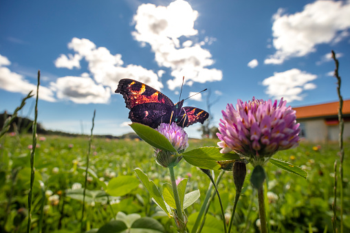 Butterfly on a red clover photographed with a macro wide angle lens