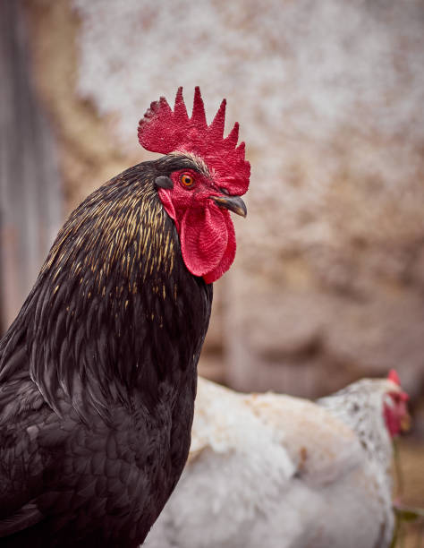 istock A portrait of a rooster. 1306538067