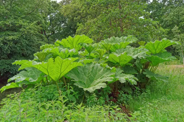 Netherlands. Den Haag. The shore of a small pond in the park. Impressive architectural grassy plant with huge leaves Gunnera manicata.