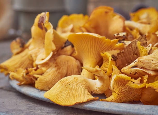 close-up de cantharellus cibarius. - chanterelle edible mushroom gourmet uncultivated - fotografias e filmes do acervo