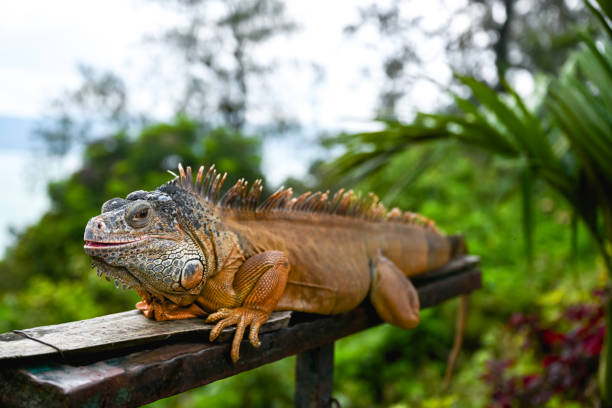 Close-up of green iguana in the sun, Nikon Z7