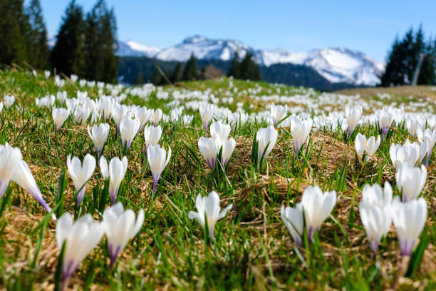 クロカス - spring crocus temperate flower european alps ストックフォトと画像