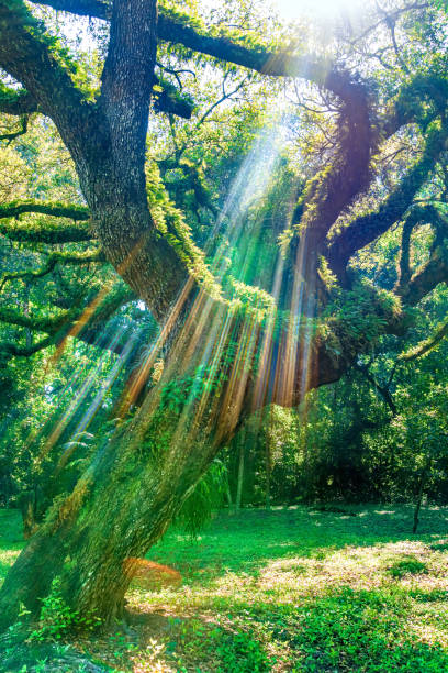 Light rays hitting a southern live oak tree (Quercus virginiana), vertical, effect captured in-camera - Davie, Florida, USA