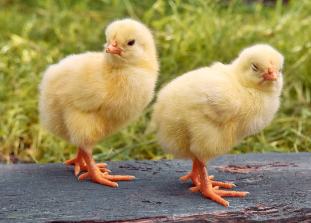 istock Cute little newborn chicken. 1306540617