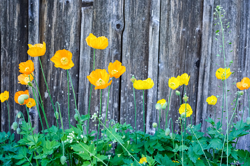Gossip flowers (papaver rhoeas) in front of a board wall.