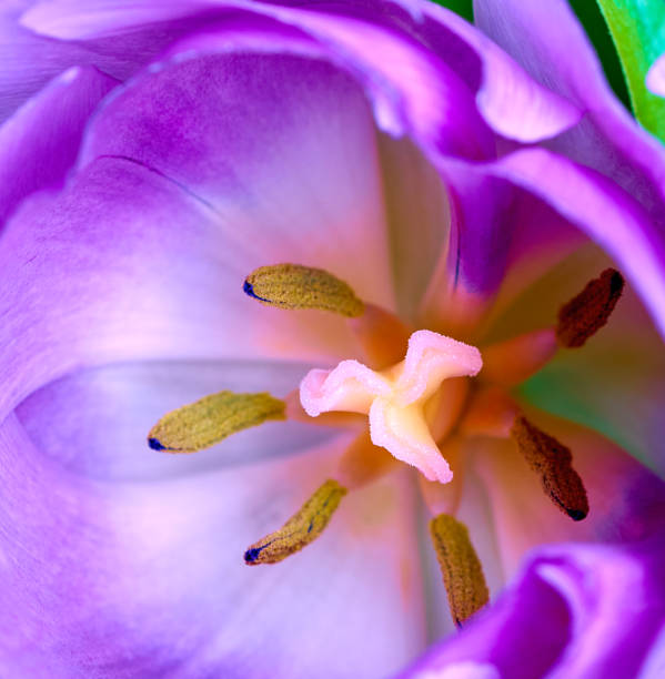 istock flowers tulips stand on a beautiful background 1306542489