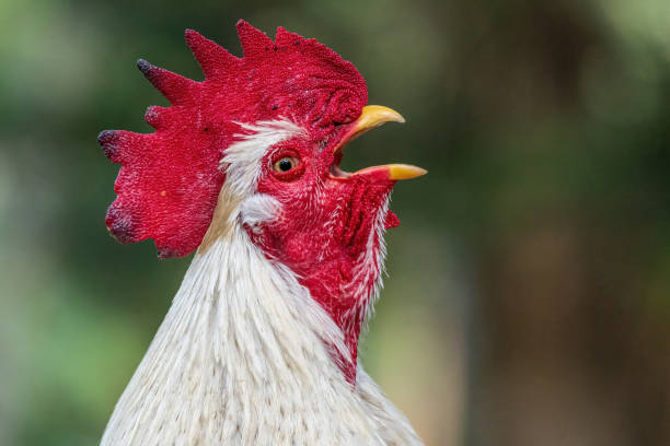 Closeup of a white rooster crowing (Gallus gallus domesticus) - Florida, USA Portrait of a crowing white rooster (Gallus gallus domesticus) gallus gallus domesticus stock pictures, royalty-free photos & images