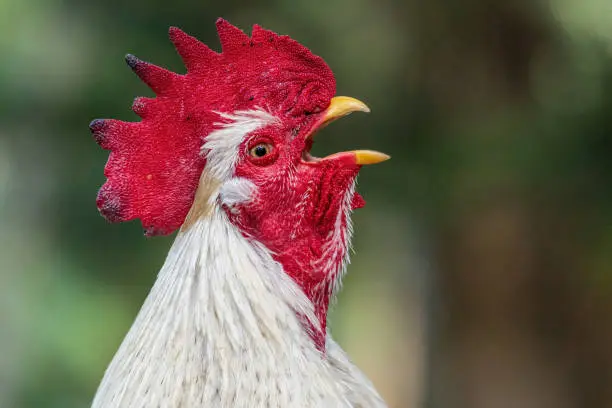 Photo of Closeup of a white rooster crowing (Gallus gallus domesticus) - Florida, USA