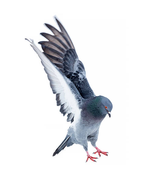 istock isolated on white grey pigeon in flight 1306543103