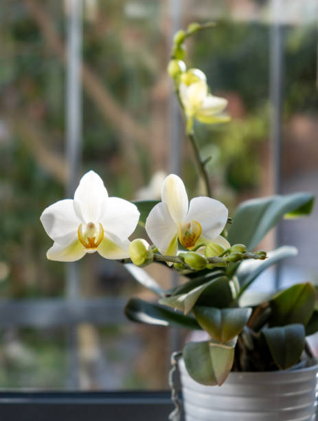 istock Orchid blooming closeup, blur window glass background 1306543111