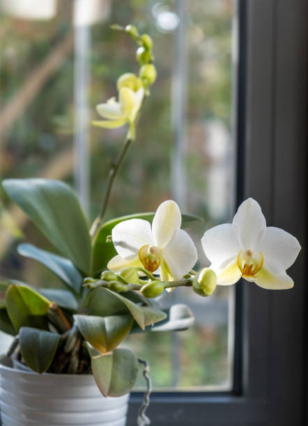 istock Orchid potted plant blooming on window sill, closeup view 1306543116