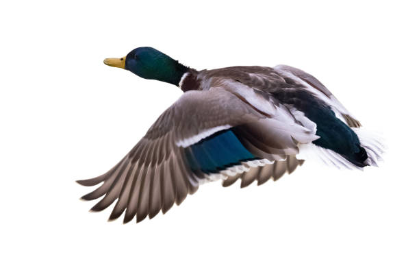 istock mallard brown duck isolated on white in flight 1306543119