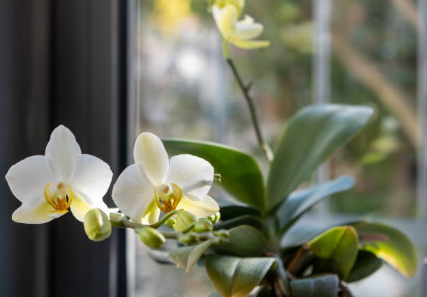 istock Orchid potted plant blooming on window sill, closeup view 1306543124