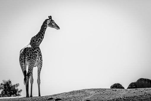 black and white giraffe silhouetted against the sky