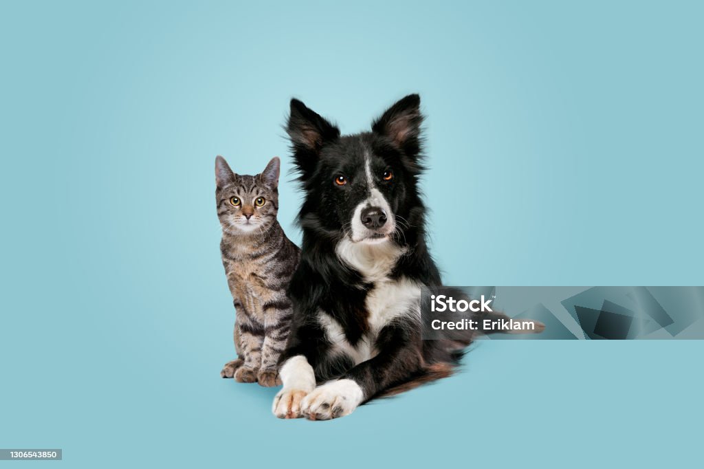 tabby Katze und Border Collie Hund - Lizenzfrei Hund Stock-Foto