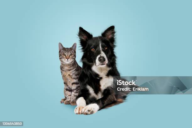 Tabby Kat En Border Collie Hond Stockfoto en meer beelden van Hond - Hond, Huiskat, Huisdier