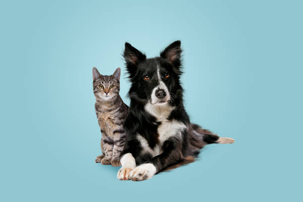 tabby cat and border collie dog tabby cat and border collie dog in front of a blue gradient background domestic cat stock pictures, royalty-free photos & images