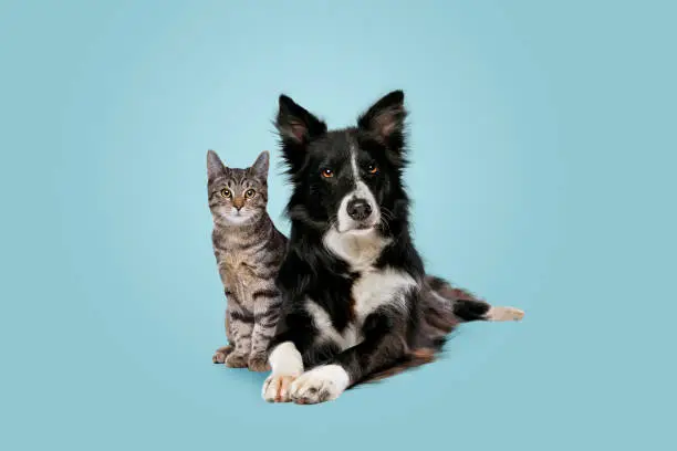 tabby cat and border collie dog in front of a blue gradient background