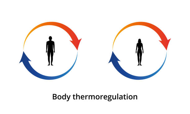 Body Thermoregulation Icon Body Heat Retention Human Body Silhouette Vector  Illustration Stock Illustration - Download Image Now - iStock