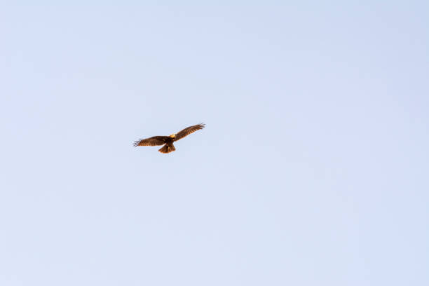 istock Western marsh harrier (Circus aeruginosus) male in flight, mallorca spain 1306545221