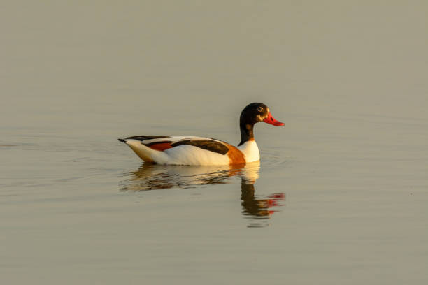 gemein ershelduck (tadorna tadorna) schwimmen in feuchtgebiet, naturpark von mallorca spain - brandgans stock-fotos und bilder