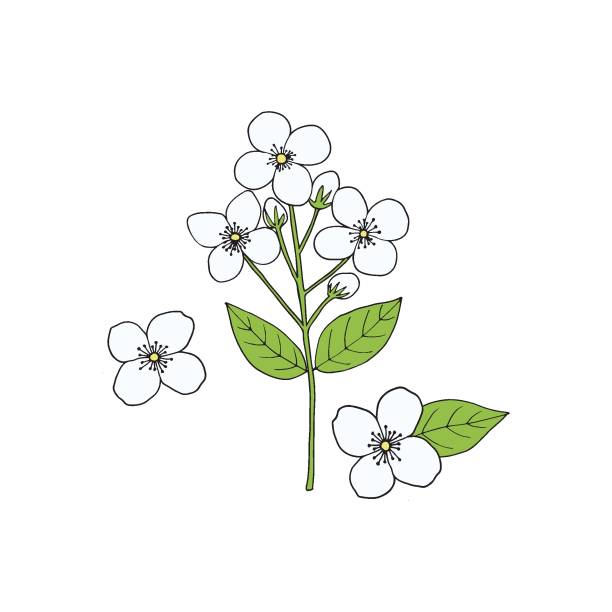 Jasmine branch with flowers, buds and leaves. Hand-drawn vector illustration in sketch style. Jasmine branch with flowers, buds and leaves. Hand-drawn vector illustration in sketch style. jasminum officinale stock illustrations